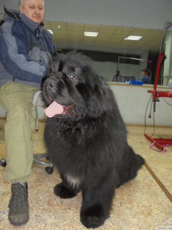 Фото: ньюфаундленд Супер Премиум Мармелад