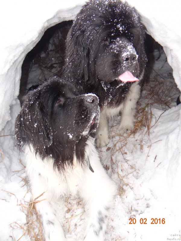 Фото: ньюфаундленд Беатрис Бьютифул от Сибирского Медведя, ньюфаундленд Фиаметтахауз Претти Дрим