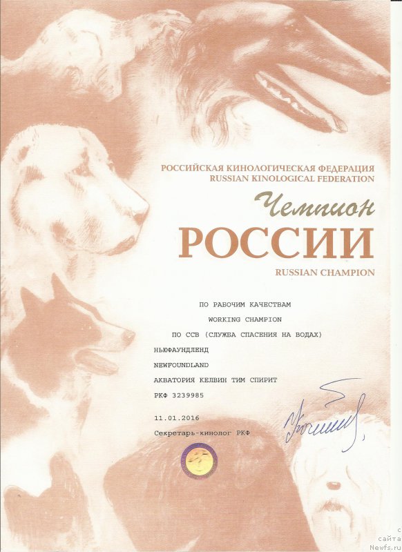 Фото: ньюфаундленд Акватория Келвин Тим Спирит