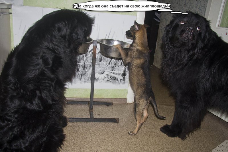 Фото: ньюфаундленд Черный Балу Добрыня, Лапша, ньюфаундленд Львиное Сердце