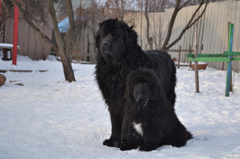 Фото: ньюфаундленд Талисман Моря Магия Волн, ньюфаундленд Талисман Моря Ла-Валетта
