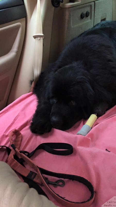 Фото: ньюфаундленд Браунблад МСК Харита Хавва (Brownblood MSK Harita Havva)