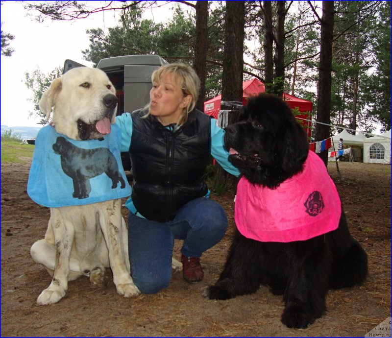 Фото: Лена Зырина, Лена Зырина, ньюфаундленд Ньюфорт Тайм'с Голд Алекса