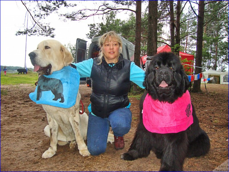 Фото: Лена Зырина, Лена Зырина, ньюфаундленд Ньюфорт Тайм'с Голд Алекса
