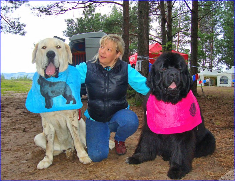 Фото: Лена Зырина, Лена Зырина, ньюфаундленд Ньюфорт Тайм'с Голд Алекса