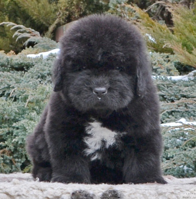 Фото: Щенки от, ньюфаундленд She is  Father's Favourite Midnight Bear, и, ньюфаундленд Likefather Like Son Midnight Bear