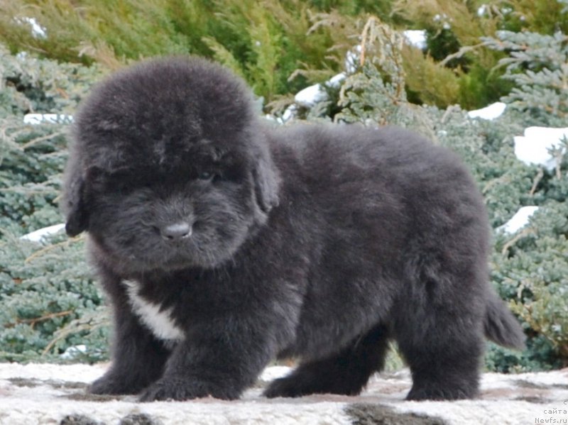 Фото: Щенки от, ньюфаундленд She is  Father's Favourite Midnight Bear, и, ньюфаундленд Likefather Like Son Midnight Bear