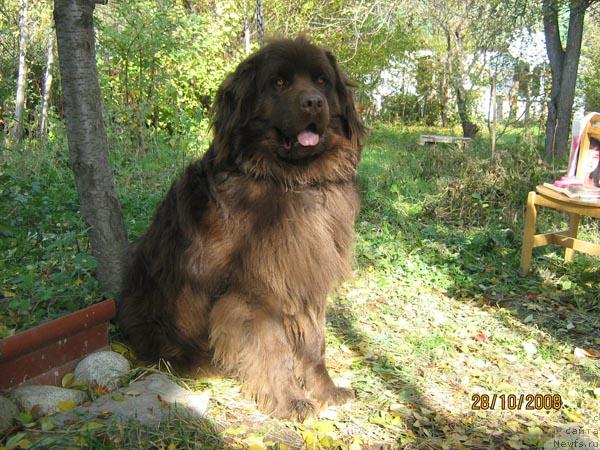 Фото: ньюфаундленд Луи Филипп