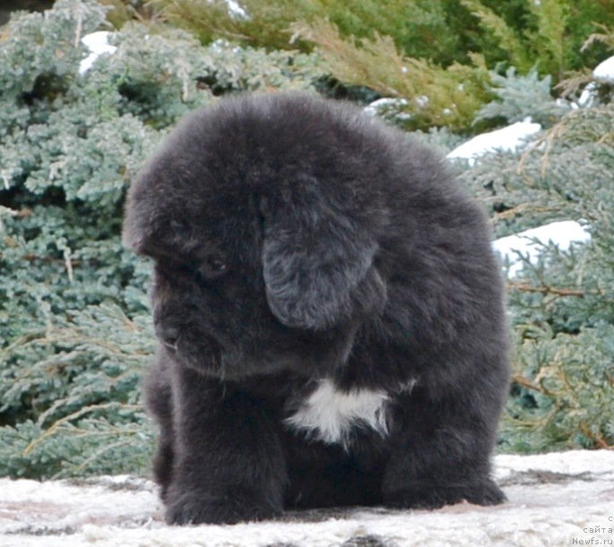 Фото: Щенки от, ньюфаундленд She is  Father's Favourite Midnight Bear, и, ньюфаундленд Likefather Like Son Midnight Bear