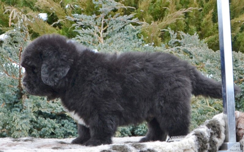 Фото: Щенки от, ньюфаундленд She is  Father's Favourite Midnight Bear, и, ньюфаундленд Likefather Like Son Midnight Bear