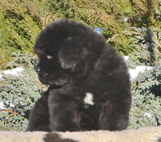 Фото: Щенки от, ньюфаундленд She is  Father's Favourite Midnight Bear, и, ньюфаундленд Likefather Like Son Midnight Bear