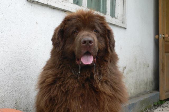 Фото: ньюфаундленд Аркадия Виват Арбона