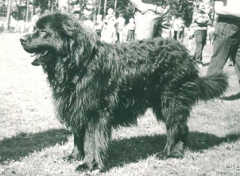 Фото: ньюфаундленд Алфонс Ле