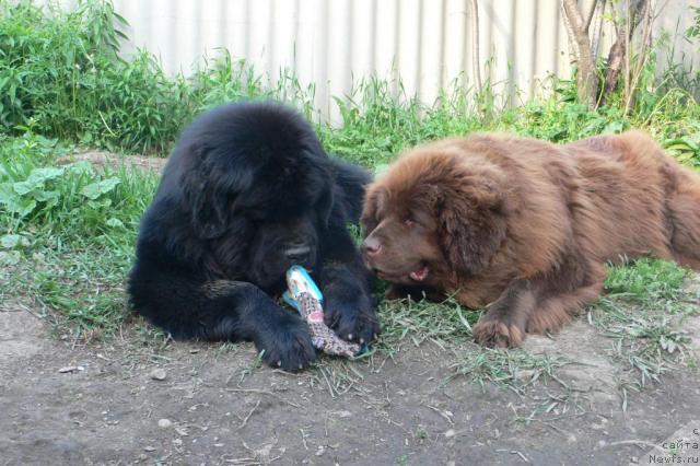 Фото: ньюфаундленд Аркадия Виват Арбона, ньюфаундленд Веридан Звездный Путь