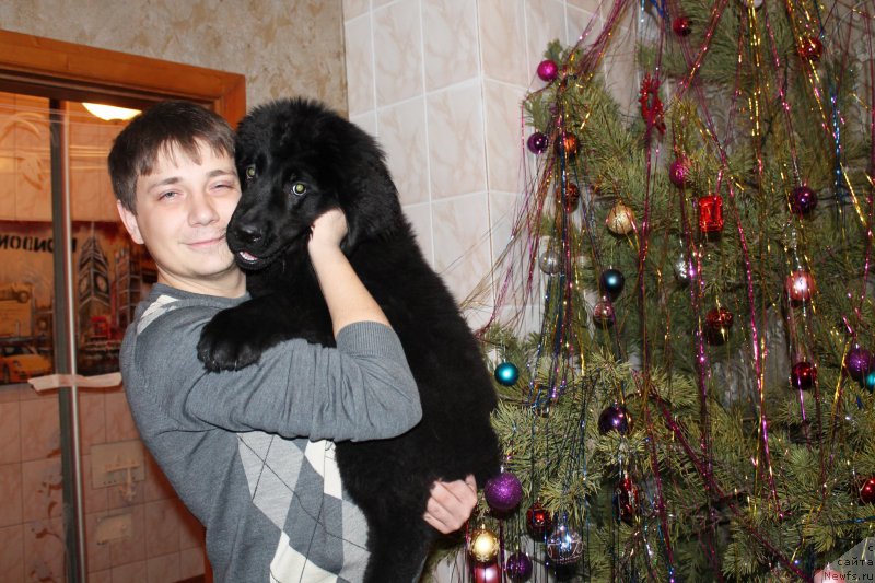 Фото: ньюфаундленд Черный Балу Зазноба Души Моей