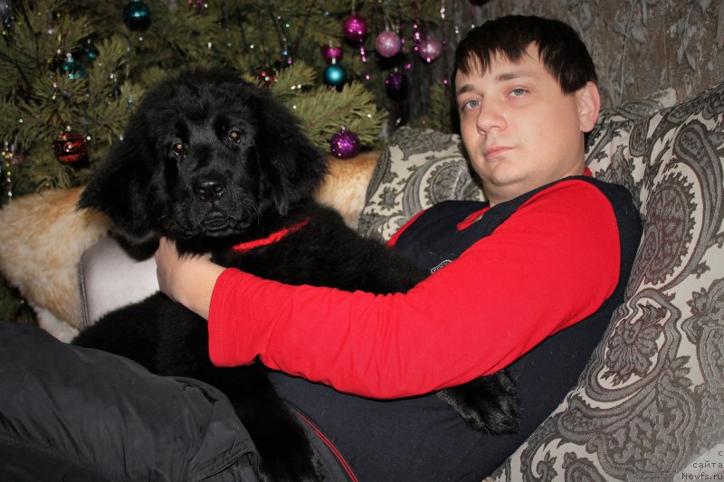 Фото: ньюфаундленд Черный Балу Зазноба Души Моей