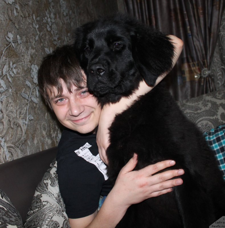 Фото: ньюфаундленд Черный Балу Зазноба Души Моей