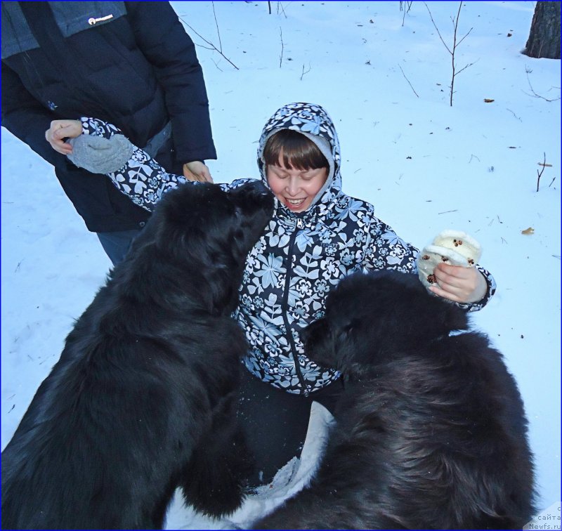Фото: ньюфаундленд Ньюфорт Лапочка Дочка, ньюфаундленд Ньюфорт Тайм'с Голд Алекса, ньюфаундленд Ньюфорт Тайм'с Голд Алекса, Катя