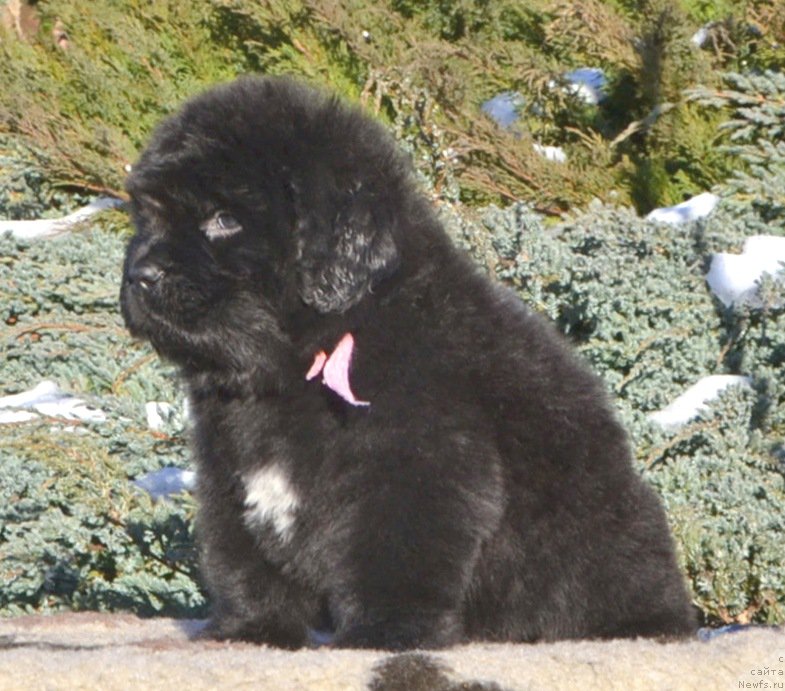 Фото: Щенки от, ньюфаундленд She is  Father's Favourite Midnight Bear, и, ньюфаундленд Likefather Like Son Midnight Bear