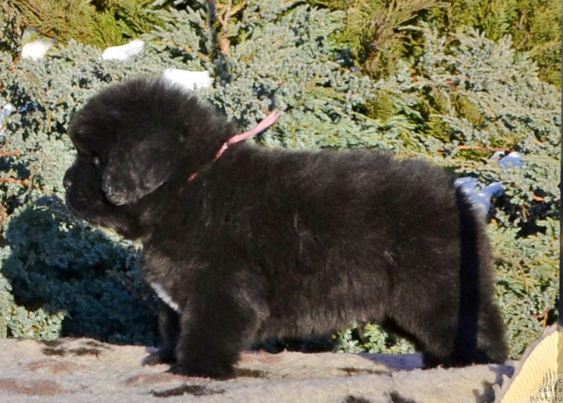 Фото: Щенки от, ньюфаундленд She is  Father's Favourite Midnight Bear, и, ньюфаундленд Likefather Like Son Midnight Bear