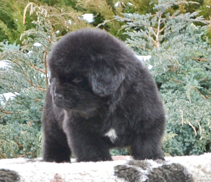 Фото: Щенки от, ньюфаундленд She is  Father's Favourite Midnight Bear, и, ньюфаундленд Likefather Like Son Midnight Bear