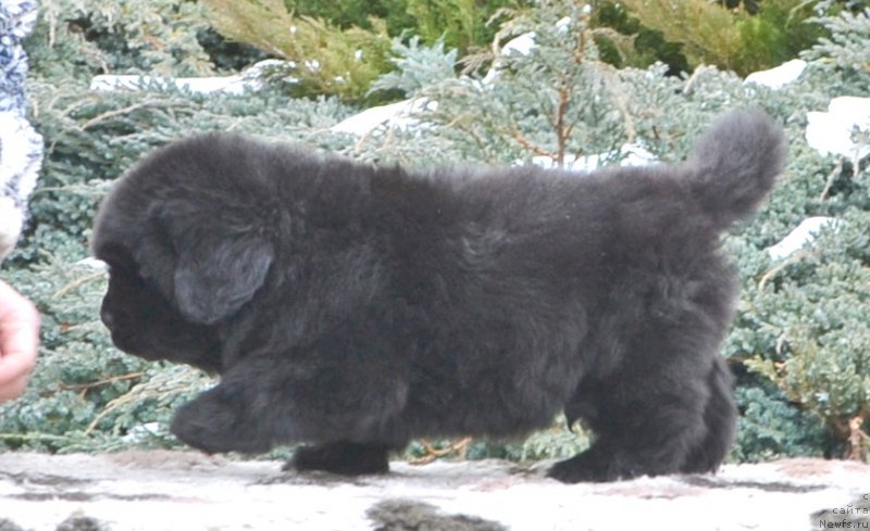 Фото: Щенки от, ньюфаундленд She is  Father's Favourite Midnight Bear, и, ньюфаундленд Likefather Like Son Midnight Bear