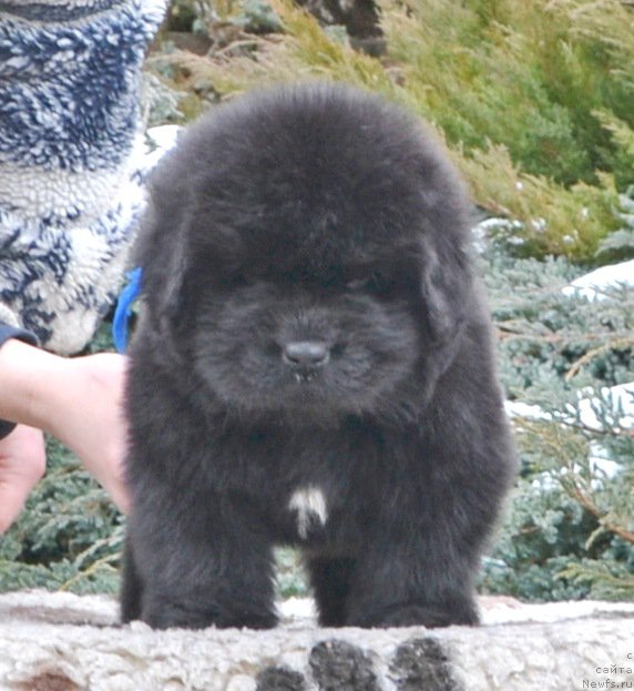 Фото: Щенки от, ньюфаундленд She is  Father's Favourite Midnight Bear, и, ньюфаундленд Likefather Like Son Midnight Bear