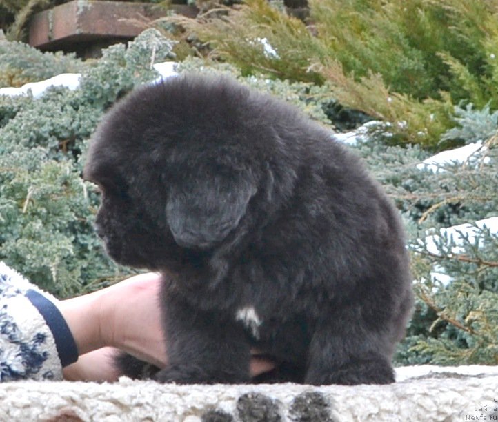 Фото: Щенки от, ньюфаундленд She is  Father's Favourite Midnight Bear, и, ньюфаундленд Likefather Like Son Midnight Bear