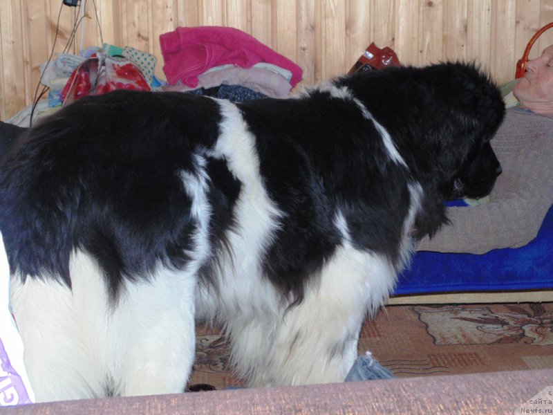 Фото: ньюфаундленд Супер Бизон Мелодия