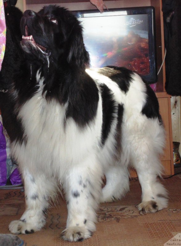 Фото: ньюфаундленд Супер Бизон Мелодия