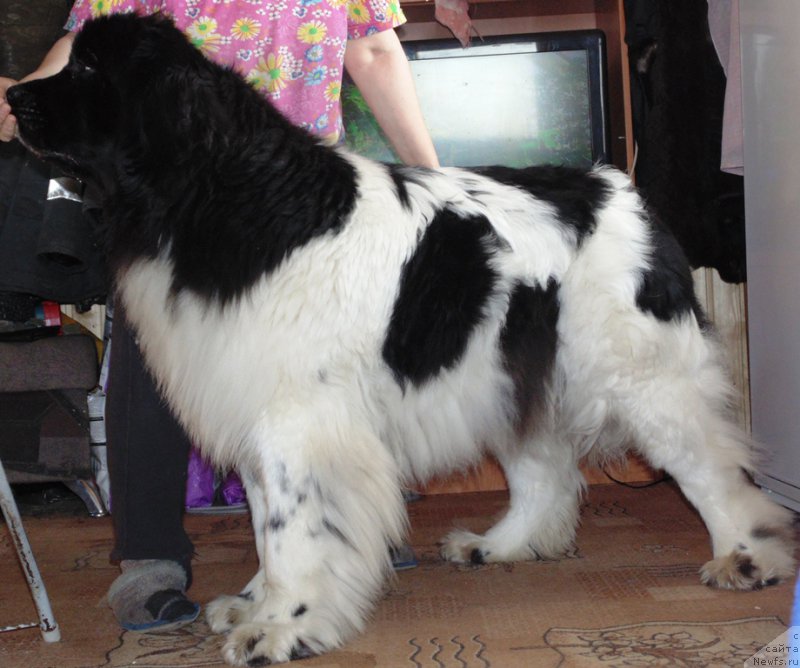 Фото: ньюфаундленд Супер Бизон Мелодия