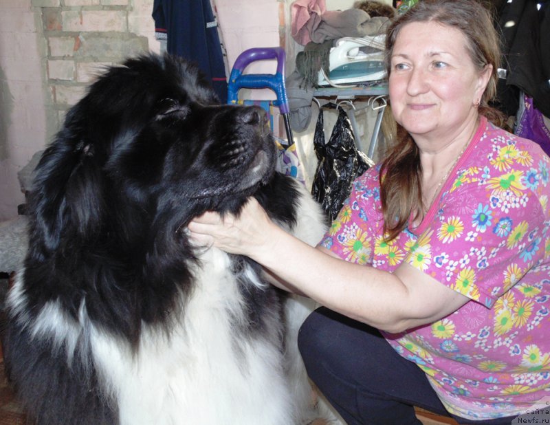 Фото: ньюфаундленд Супер Бизон Мелодия