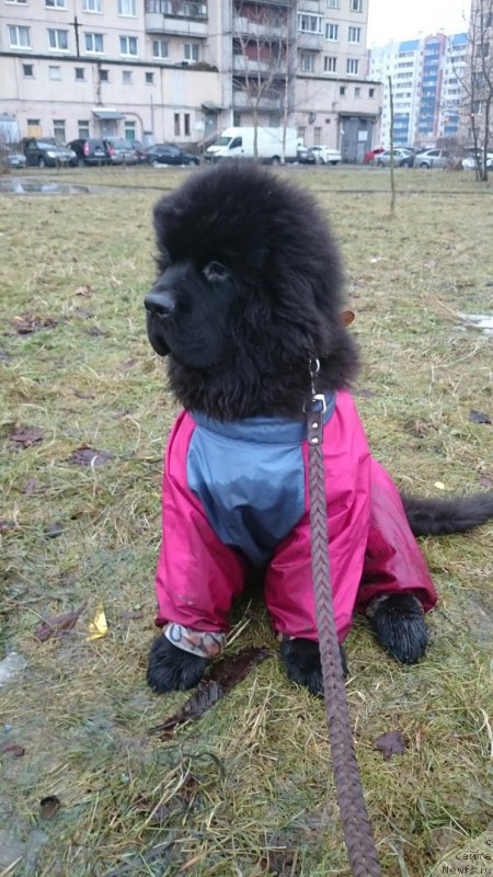 Фото: ньюфаундленд Смигар Бриллиант ов Май Соул (Smigar Brilliant of My Soul)