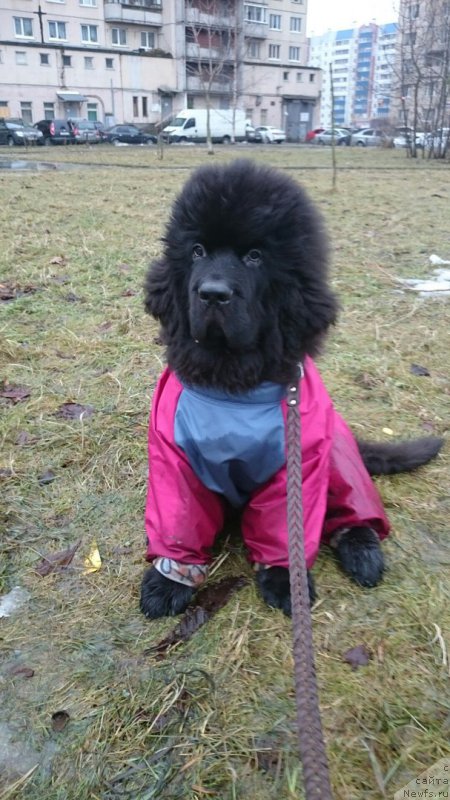 Фотография № 201957