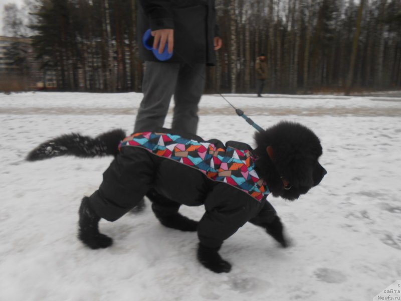 Фото: ньюфаундленд Смигар Блонди Мэрилин (Smigar Blondy Marilyn)