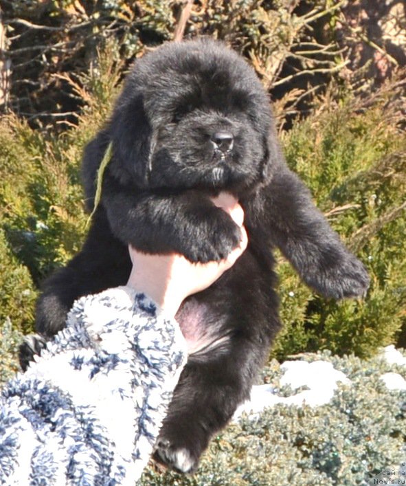 Фото: Щенки от, ньюфаундленд Inside My Heart Midnight Bear, и Вайтюши