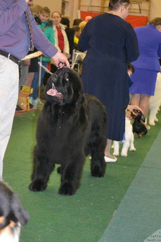 Фото: ньюфаундленд Многоликая Богиня Манифик (Mnogolikaya Boginya Manifik)