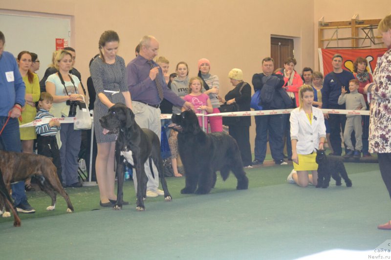 Фото: ньюфаундленд Многоликая Богиня Манифик (Mnogolikaya Boginya Manifik)