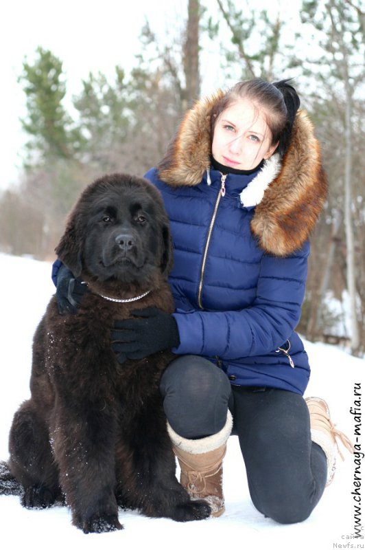 Фото: ньюфаундленд Черная Мафия Алл Ригхтс Ресервед (Chernaya Mafia Аll Rights Reserved)