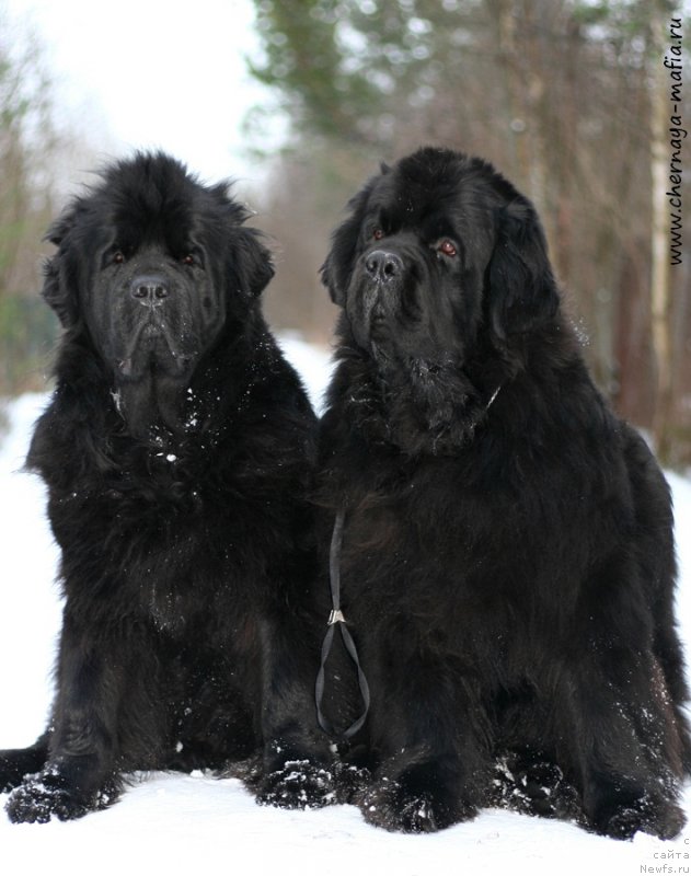 Фото: ньюфаундленд Целого Мира Мало из Аркаима (Tselogo Mira Malo iz Arkaima), ньюфаундленд Черная Мафия Муст Хаве (Chernaya Mafia Must Have)