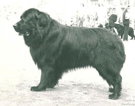 Фото: ньюфаундленд Гербер Сейко