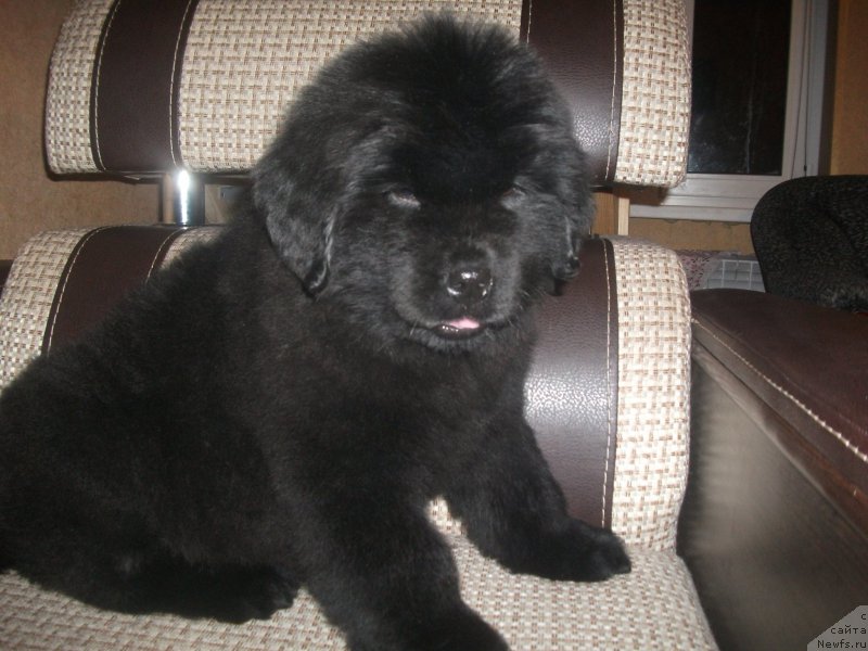 Фото: ньюфаундленд Анджело Орсо Цецилия