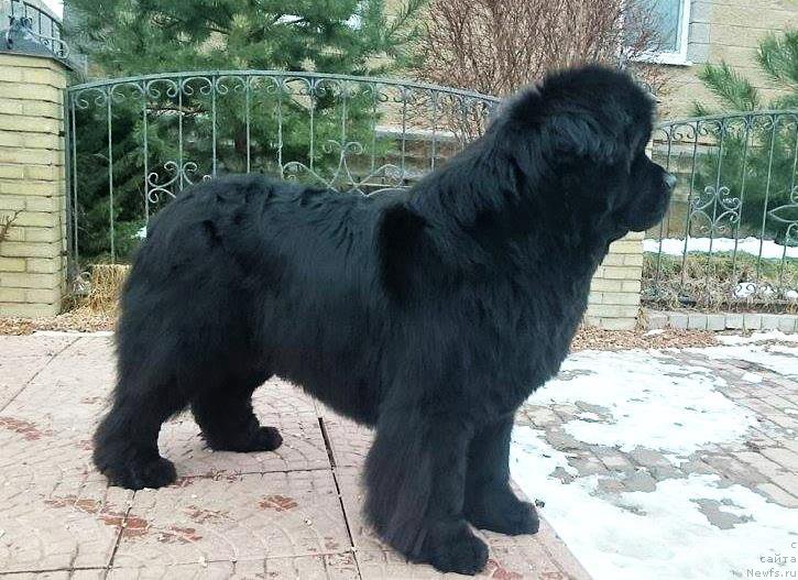 Фото: Виктор Хрищанович, ньюфаундленд Rain Coast Isn'T It Ironic