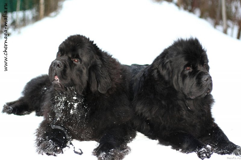 Фото: ньюфаундленд Черная Мафия Муст Хаве (Chernaya Mafia Must Have), ньюфаундленд Целого Мира Мало из Аркаима (Tselogo Mira Malo iz Arkaima)