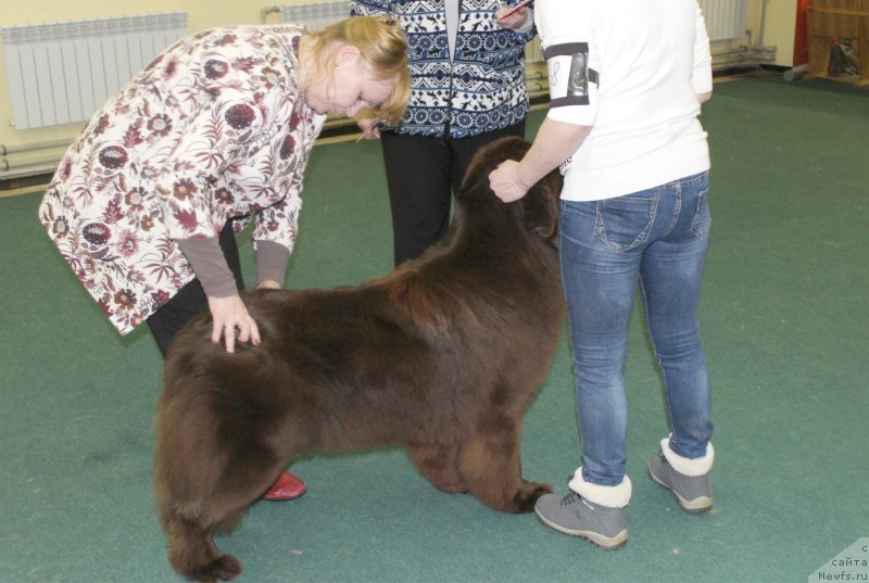 Фото: ньюфаундленд Наоми Таголири фор Браунблад (Naomi Tagoliri for Brouwnblood)