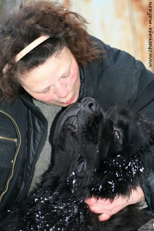 Фото: ньюфаундленд Черная Мафия Муст Хаве (Chernaya Mafia Must Have), Анна Ковалёва