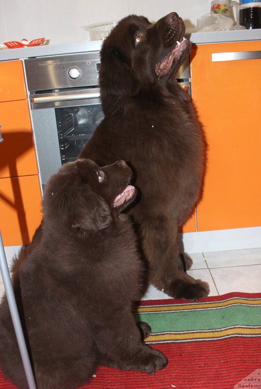 Фотография № 202018