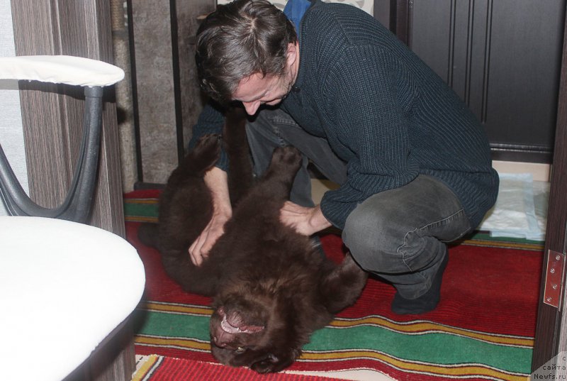 Фото: ньюфаундленд Браунблад МСК Сэмми Лесс