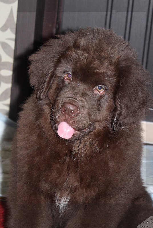 Фото: ньюфаундленд Браунблад МСК Сэмми Лесс