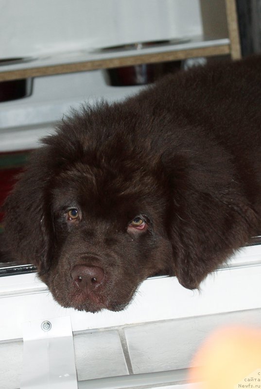 Фото: ньюфаундленд Браунблад МСК Сэмми Лесс